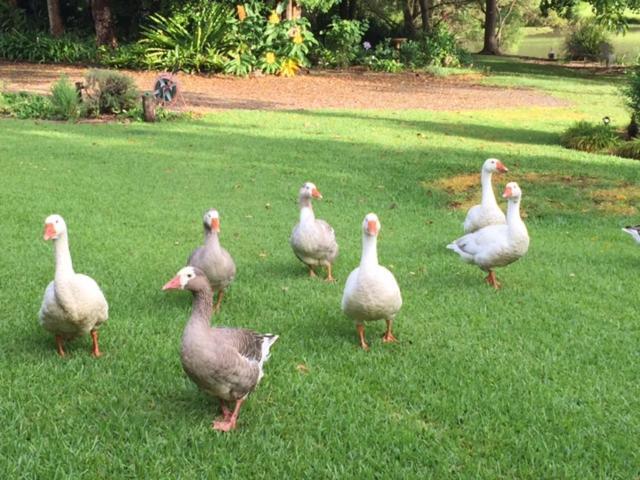 Maleny Lake Cottages Екстер'єр фото